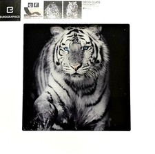 Eurographics Glasbild 30x30cm,Tiger Wasser Blaue Augen, DG-DC4168, NEUWARE