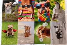 Lot of 8 Mixed Avanti Cards Press Funny Dogs Birthday Greeting Cards NEW