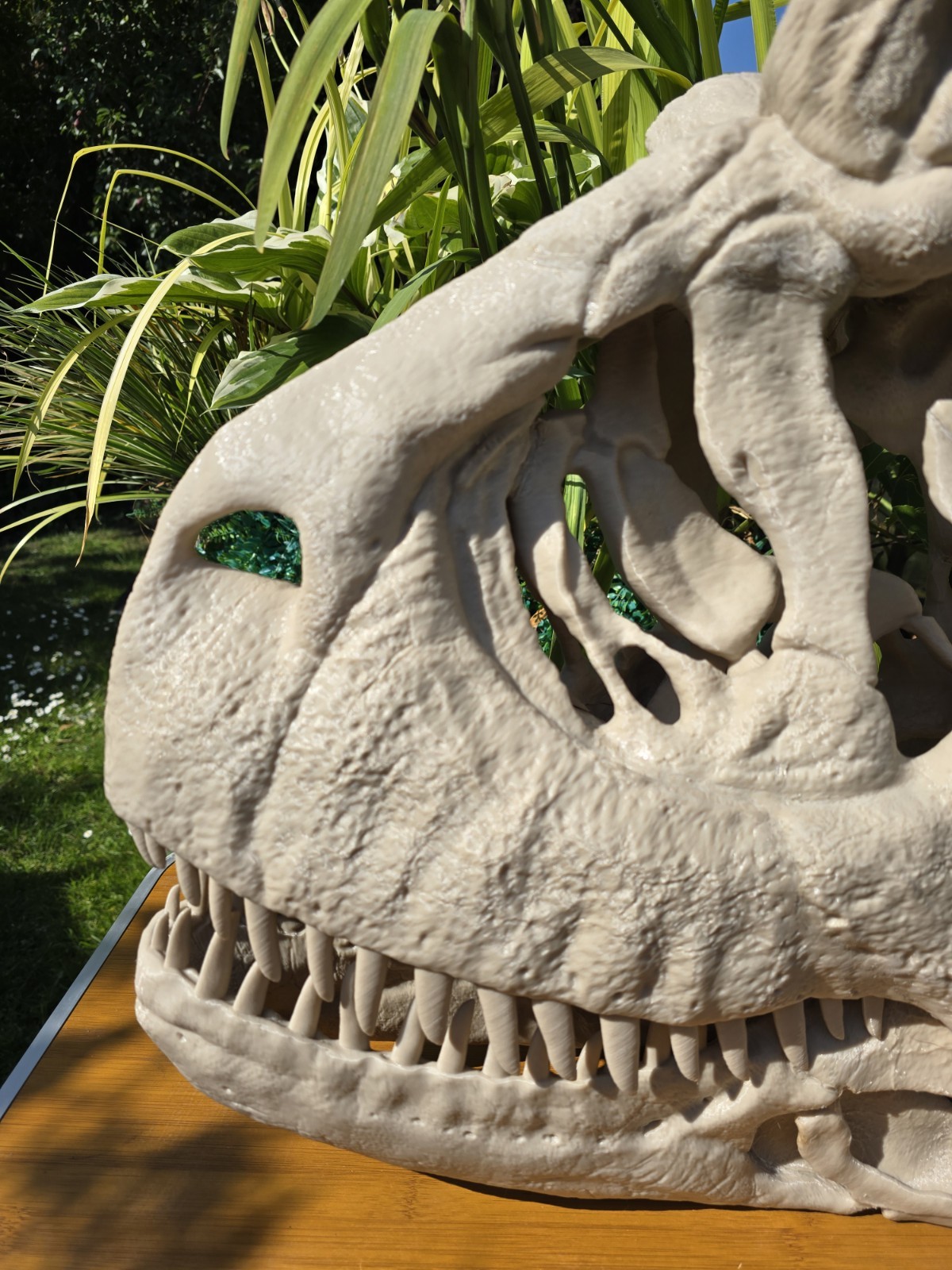 Life-size CARNOTAURUS skull Replica, Fossil
