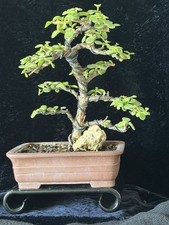 Portulacaria Afra (Jade) Shohin Bonsai