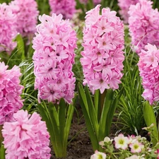 Easy to Grow Hyacinth Fondant 10 Plant Bulbs, Spring Flowers Zones 4-8