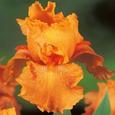 Iris Rhizom Staude Blüten Iris Germanica Deutsche Schwertlilie orange 1 St.