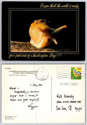 1991 Washington Banana Slug Postcard - Tacoma, WA Postmark - Funny Unique