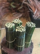 12 Black Willow cuttings Salix Nigra unrooted for rooting Ornamental Tree Bonsai