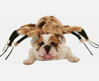 Costume For Dogs Large Dog Spider Halloween Costume Rubie's Dog