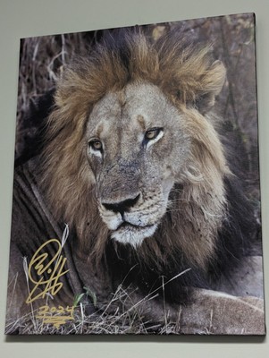 2024 ZAMBIA Signed 16X20 CANVAS Print #ed 1/1 MALE LION FACE by BC Mixx