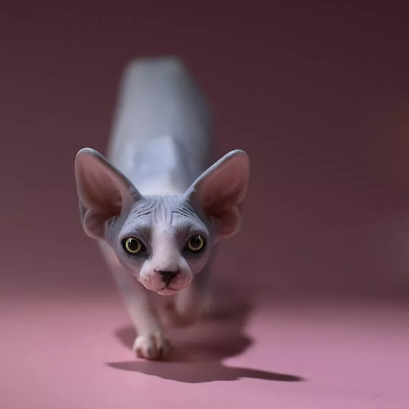 Canadian hairless cat price sale
