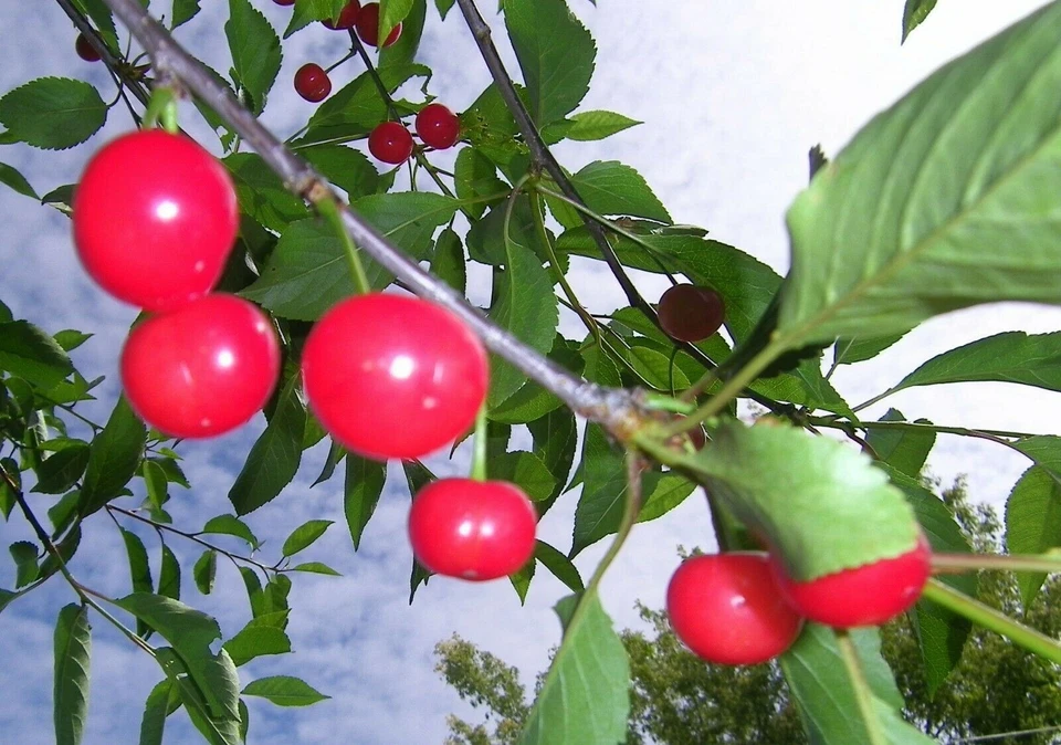 British Columbia Early Richmond Cherry Tree Seeds - Image 2 of 4