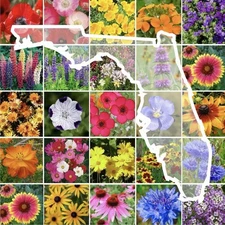 250+ Florida Wildflower Seed Mix- Perennials Annuals Non-GMO USA FAST FREE SHIP