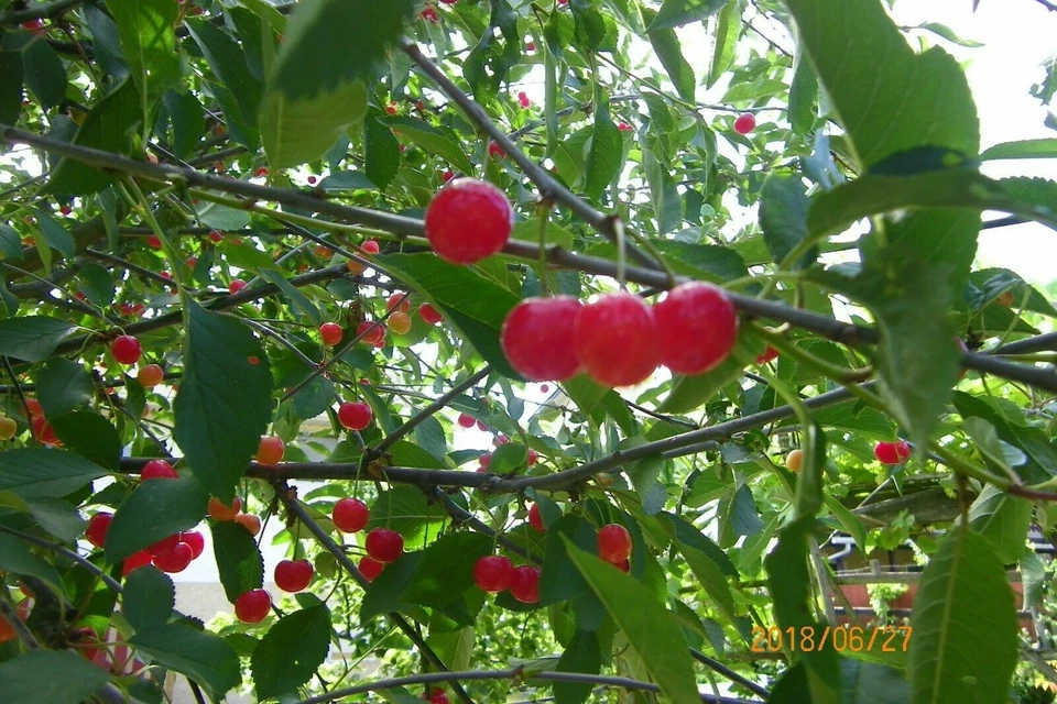 British Columbia Early Richmond Cherry Tree Seeds - Image 3 of 4