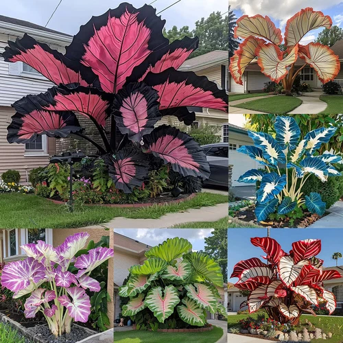 Two-color Leaf Seeds Large-leaf Arrowroot Colorful Taro Seeds Plant Seeds 100