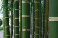 50 Guadua Bamboo Seeds Privacy Plant Garden Clumping Shade Screen US SELLER