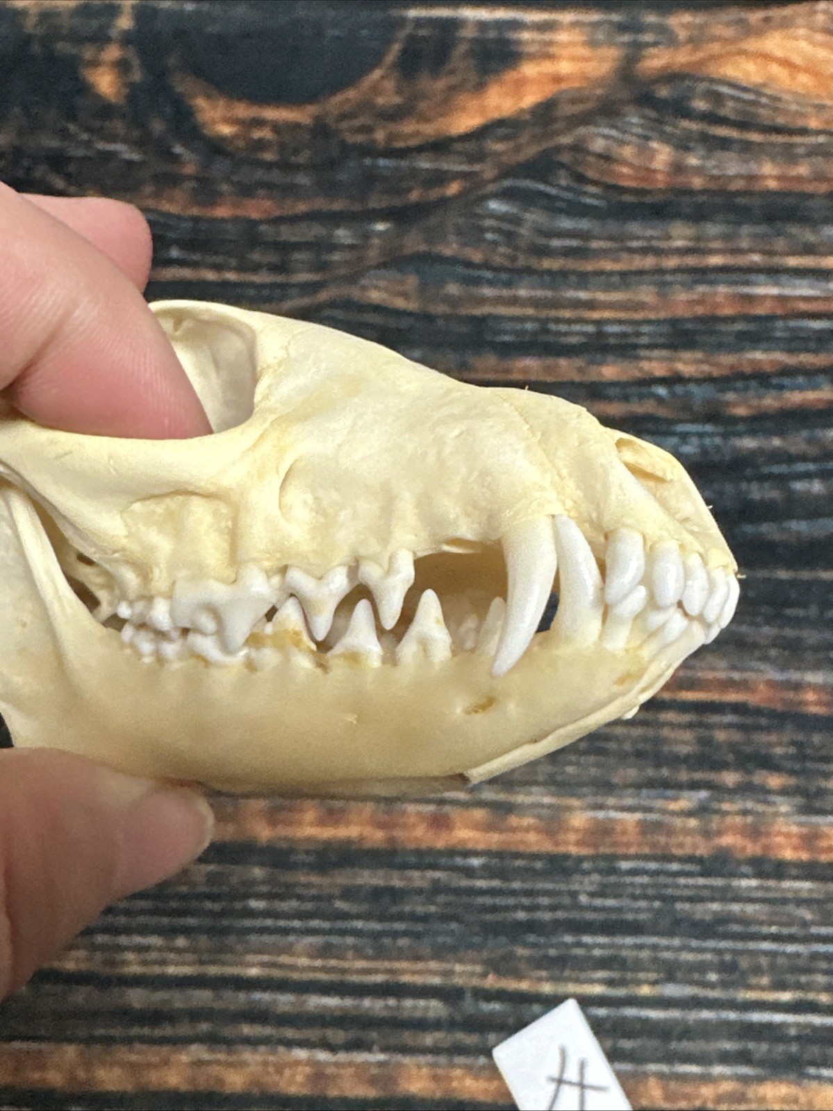 Real Grey Fox Unique Animal Mount Halloween Skull Art Craft Mountain Man Canine