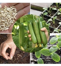 2oz MUNCHER CUCUMBER SEEDS 1600+ Vegetables GARDEN culinary PICKLING FREE SHIP