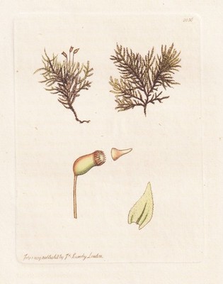 Hypnum Stokesii botany Moose mosses Botanik Kupferstich Sowerby Smith 1809