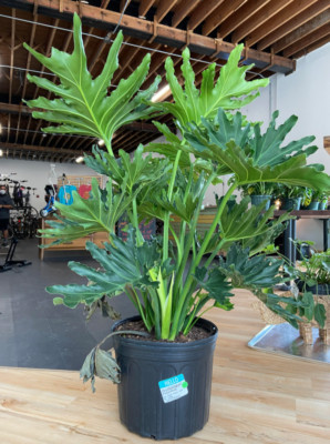 3ft LIVE PLANT Philodendron Selloum Hope - Horsehead - Lacy Tree -Bipinnatifidum