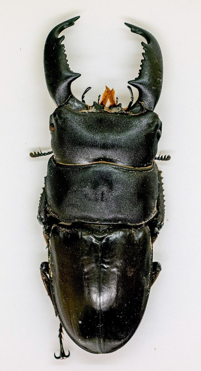 Beetle - Lucanidae -Dorcus Titanus (m) 75mm - Cameron Highlands, M