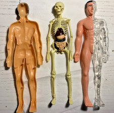 corpo umano body man con scheletro e organi interni vintage smontabile h. 28 cm