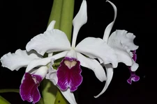 Laelia (Cattleya) purpurata var. schusteriana
