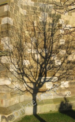 Photo 6x4 Midday, long December shadow Rillington Low sun around midday c c2011