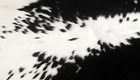 100% New Cowhide Rugs Area Cow Skin Leather (45" x 45") Cow hide SA-2642 — photo 3
