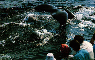 Vintage Postcard USA Massachussets Cape Cod Whale Watching