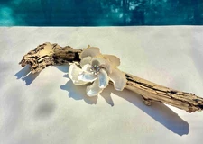 Oyster Shell Magnolia Flower Decoration/centerpiece. Handmade One of a kind