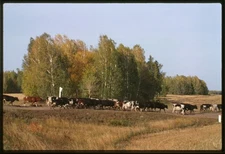 Photo:Siberian fall landscape, field and cattle herd, Near Ingaly, Russia