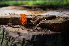 Landscape tree stump fall Custom Gaming Mat Desk