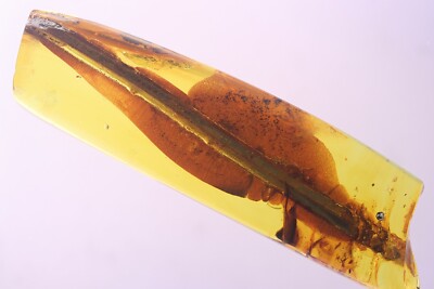 Rare 40mm! Pine Spines Needle Pinaceae. Fossil inclusion Baltic amber #10031