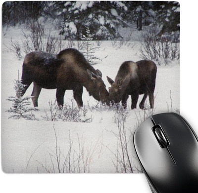 3Drose Moose and Calf Winter Scene Mouse Pad, 8x8 inches