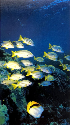 Postkarte Great Barrier Reef Eine Schule von Fischen Tauchen Ozean Wasser Koralle Australien