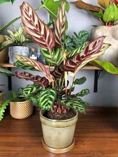 Calathea Makoyana Indoor Peacock Prayer Plant in 7cm pot