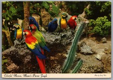 Miami Florida Parrot Jungle Scarlet Macaw Blue and Gold Red 1969 4x6