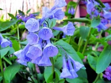 Virginia Bluebells Wildflower Seeds for Planting (10 Seeds) - Mertensia virginic