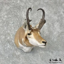 #25293 E+ | American Pronghorn Antelope Taxidermy Shoulder Mount