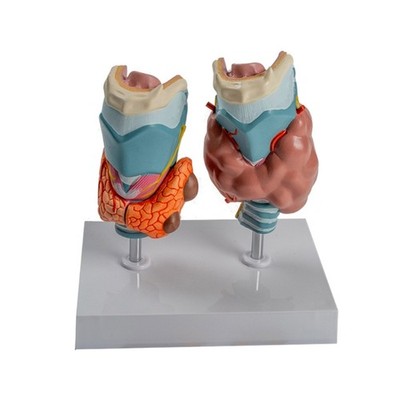 Anatomical Pathological Thyroid Model With Removable Parts, for Educational Use