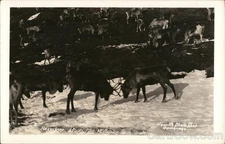 Reindeer Along the McKinley Park Route Original Vintage Real Photo Postcard RPPC