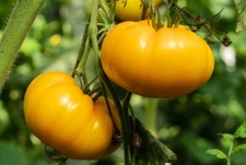 Kellogg's Breakfast Tomato Seeds, NON-GMO, Orange Beefsteak, Heirloom, FREE SHIP