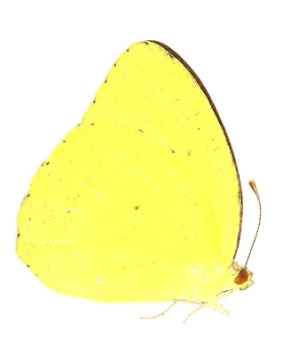 LEPIDOPTERA, PIERIDAE, IXIAS PYRENE from CHINA