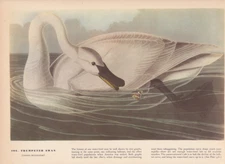 Audubon 1942 Vintage Birds #406 "Trumpeter SWAN" Full Color Art Plate Lithograph