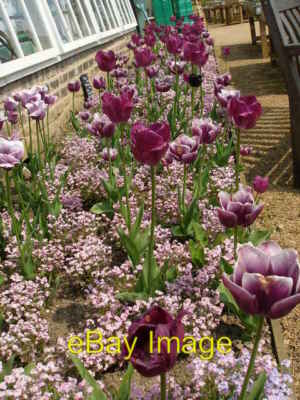 Photo 6x4 Lovely raised bed in front of the Vinery cafe Helmsley The wall c2008
