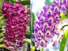 1 Rhynchostylis gigantea ‘Red’ + 1 Rhyn. gigantea 'Blue', Strong Fragrance Plant