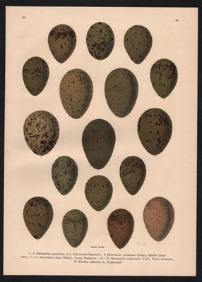 1880 - Ei Eier egg eggs Raubmöwe Möwen gull Tropikvogel Farblithographie Naumann