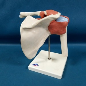VTG 3B Scientific Functional & Realistic Shoulder Joint Model