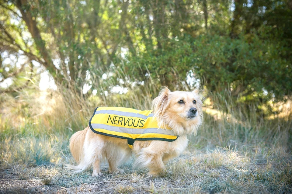 Abrigos para mascotas perro NERVIOSOS amarillos impermeables reflectantes cálidos ajustables  Foto 3 de 4