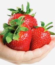 50+ Giant Strawberry Fruit Seeds NONGMO Fresh Harvest USA