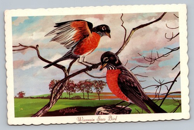 #ad #ad Wisconsin State Bird The Robin c1960 Unposted Vintage Postcard $10.95