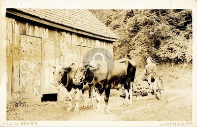 Ox Drawn Cart Danville PA William G Brown Oxen RPPC Photo Postcard COPY