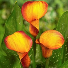 Calla Lily Orange Sunset - Large XXL 3Lt Potted Flowering Herbaceous Perennials
